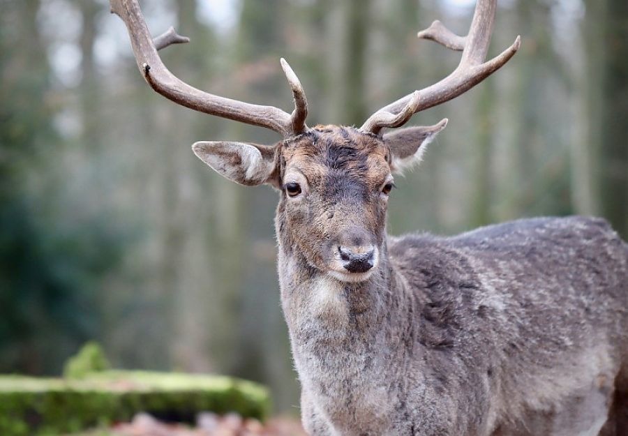 Wildunfälle kosten Versicherer 853 Millionen Euro